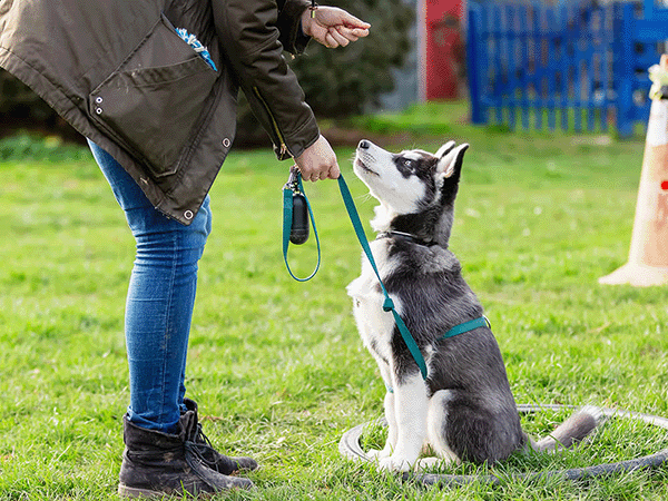 The Best Dog Trainers in the United States of 2025 thumbnail