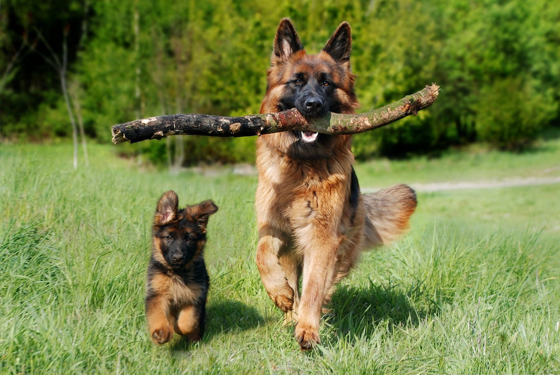 Most Popular Male Dog Names thumbnail